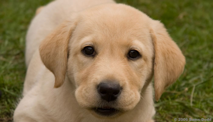 Labrador retriever hvalp. Canix har udviklet et nyt træningssystem for hvalpe og hunde, som er baseret på hundens naturlige udvikling, adfærd og sprog. Systemet kan bruges til alle racer, f.eks. schæfer, labrador retriever, beagle, berner sennen, hønsehund, gravhund, terrier, spaniel, collie og rottweiler.