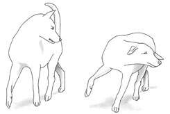 Billeder fra bogen om hunden. Bogen gennemgår grundigt hundens sprog og kommunikation. De forskellige kommunikationsredskaber, dvs. øjne, øre, hale, kropsholdning, mund, læber osv beskrives først enkeltvis og derefter sammensat.
