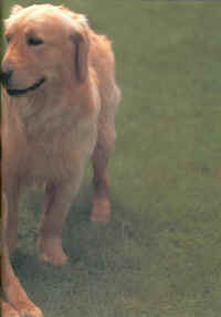 perros_y_compania_3.jpg (82755 bytes)